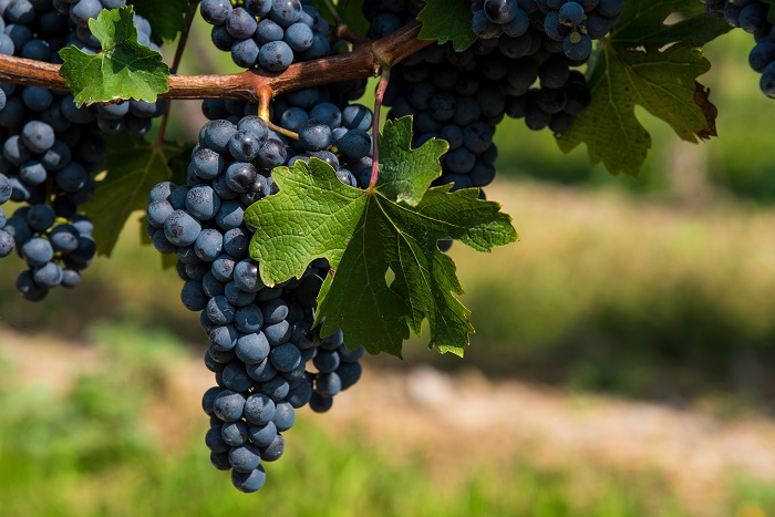 Cabernet Sauvignon カベルネ・ソーヴィニヨン