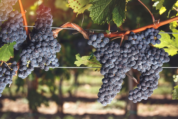 Cabernet Franc カベルネ・フラン
