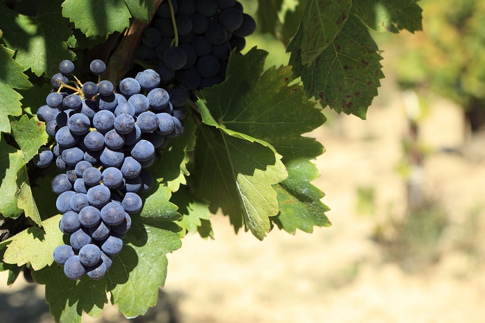 Grenache グルナッシュ