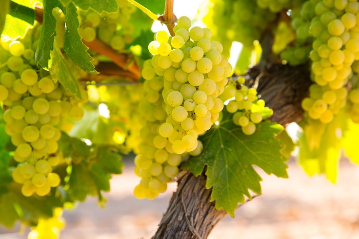 シャルドネChardonnay 