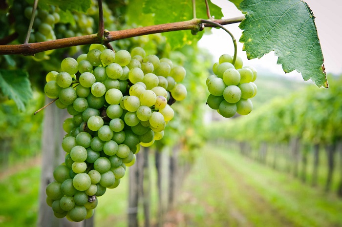 シュナン・ブラン Chenin Blanc