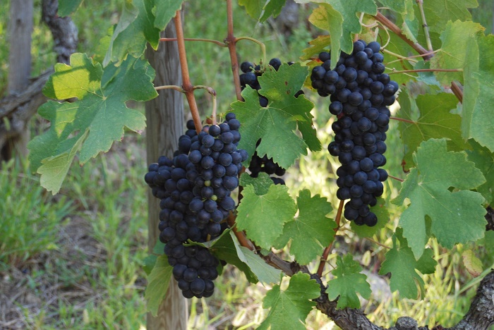 shiraz シラー