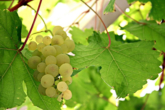 セミヨン Semillon