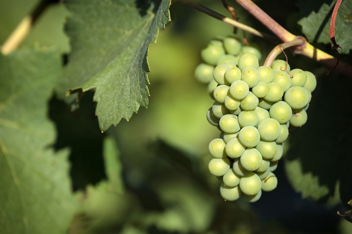 ソーヴィニヨン・ブラン Sauvignon Blanc 