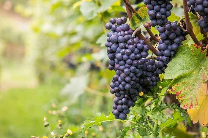 Pinot Noir ピノ・ノワール