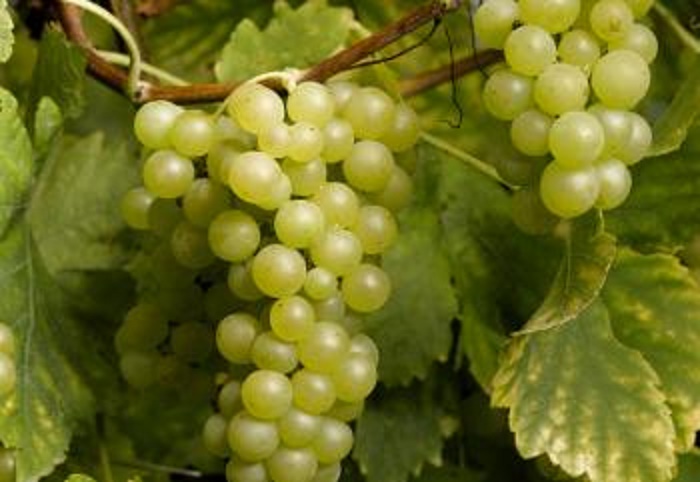 ミュスカ Muscat