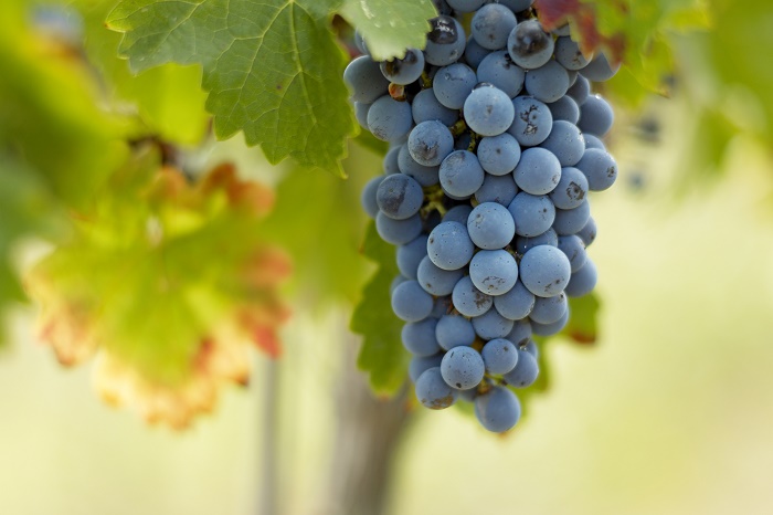 Merlot メルロー