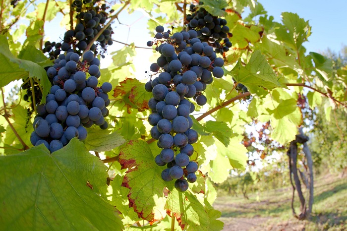 ネッビオーロ（Nebbiolo）