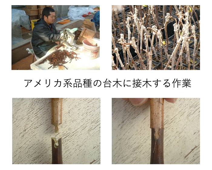 フィロキセラの対策