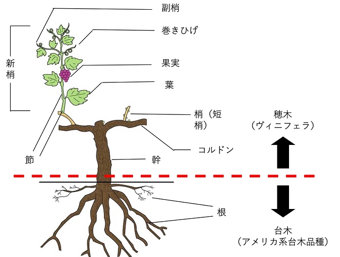 フィロキセラの対策