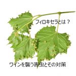 フィロキセラとは？ワインを襲う害虫とその対策