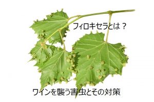 フィロキセラとは？ワインを襲う害虫とその対策