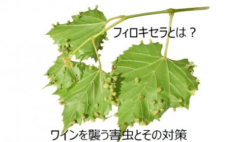 フィロキセラとは？ワインを襲う害虫とその対策