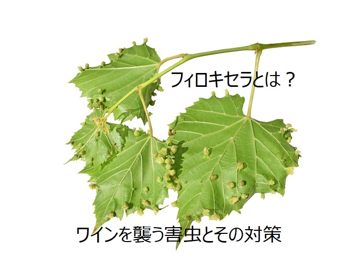 フィロキセラとは？ワインを襲う害虫とその対策