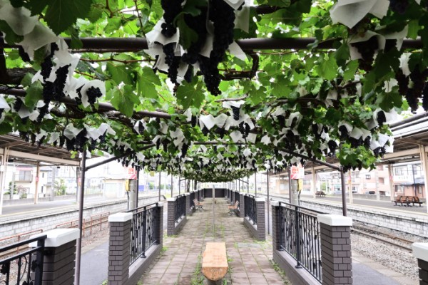塩尻駅構内の葡萄園（メルロー）