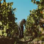 リストラック・メドックでのブドウの摘み取り作業