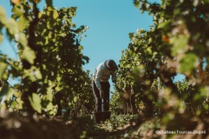 リストラック・メドックでのブドウの摘み取り作業