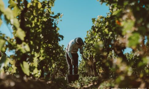 リストラック・メドックでのブドウの摘み取り作業