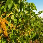 シュナン・ブラン