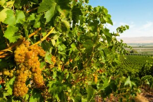 シュナン・ブラン