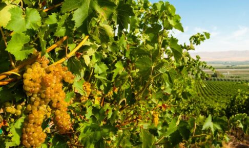 シュナン・ブラン