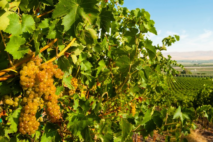 シュナン・ブラン