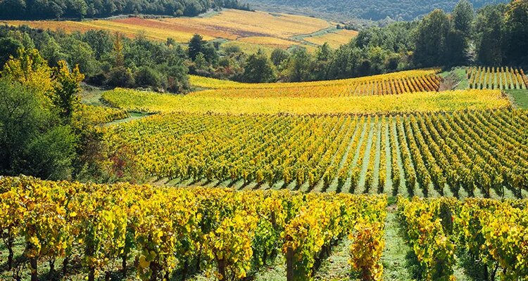 ドメーヌ・ルフレーヴ＆ドメーヌ・ラモネ＆メゾン・ルロワの世界