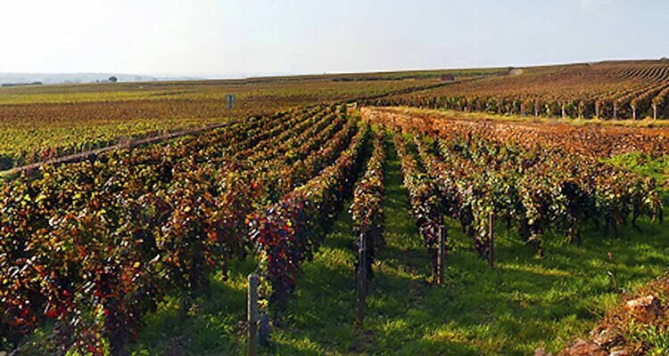 ブルゴーニュの精髄 1Musigny 1999