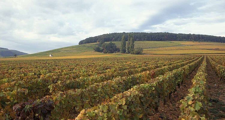 ブルゴーニュの精髄3　Meursault-Perrières 2005