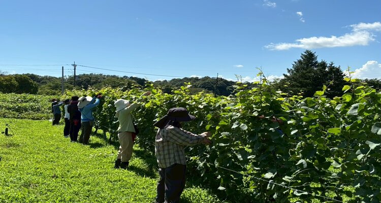 東京近郊でワイン造り体験Ⅸ　～川崎の畑で自分のワインを造ってみよう～