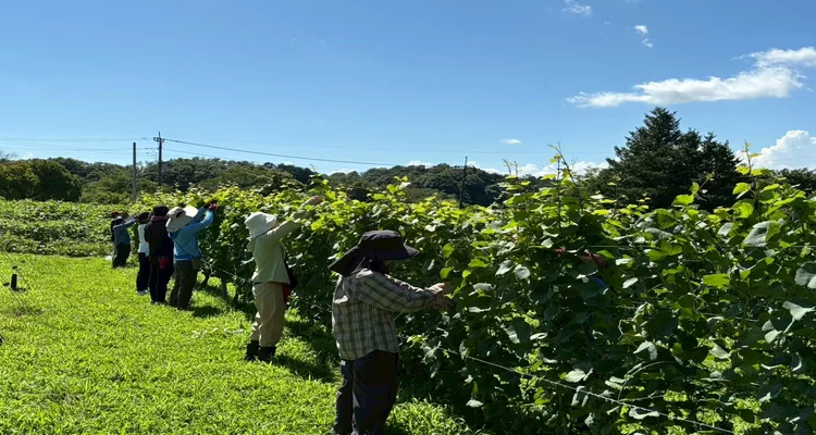 その他 東京近郊でワイン造り体験Ⅸ ～川崎の畑で自分のワインを造って