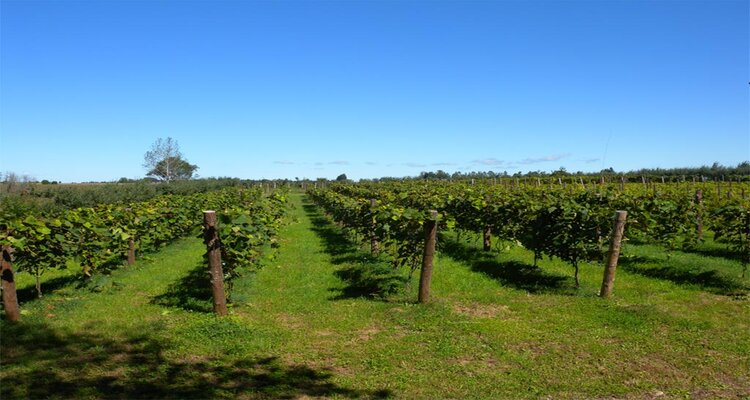 日本発の国際登録品種「山幸」を語る！相澤ワイナリー相澤一郎氏×山田貢　～OIV登録品種「山幸」生産者の声を聞く～