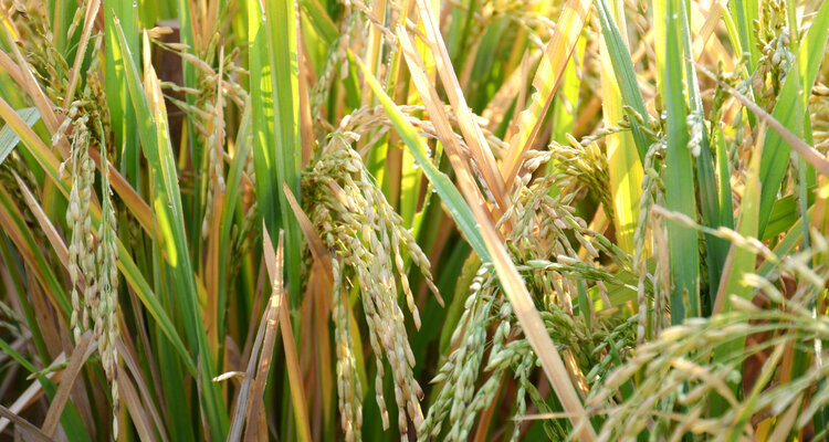山田錦を植えよう in TOKYO