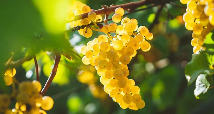 2027真実のシャルドネ〜世界を旅して見つけよう〜世界のシャルドネを6種飲み比べます