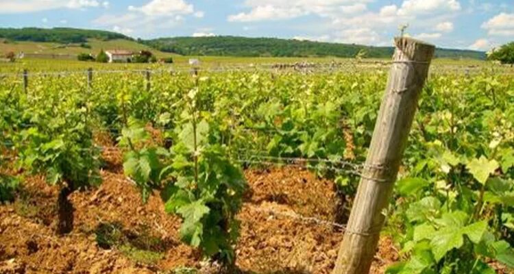 2027真実のピノ・ノワール〜世界を旅して見つけよう〜世界のピノ・ノワールを6種飲み比べます
