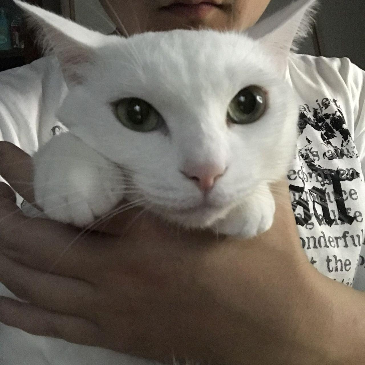 ECむかい