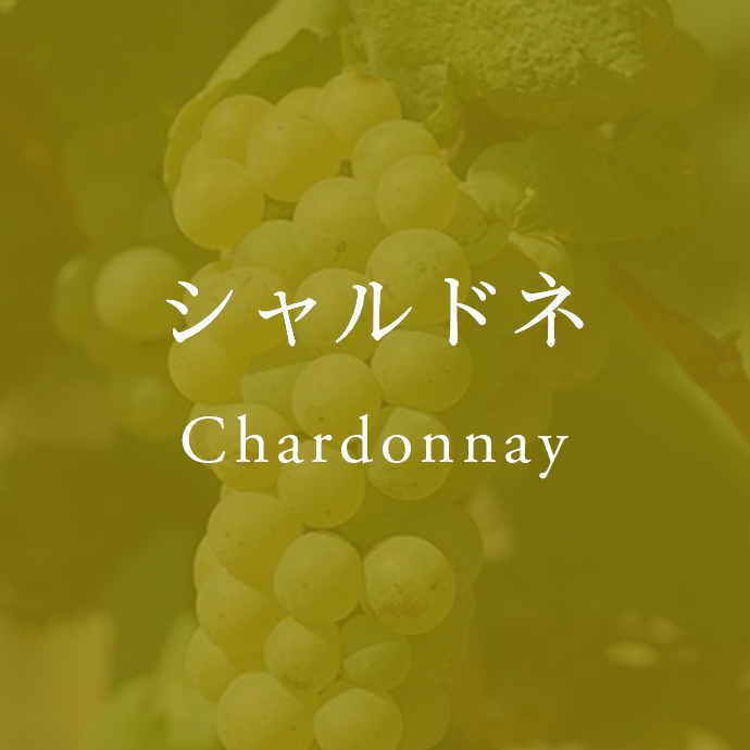シャルドネ