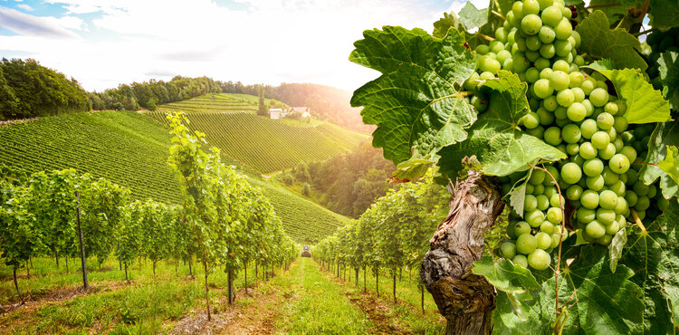 近代イタリアワインの聖地　フリウリ ~完璧主義者が数多く集まるワイン産地~