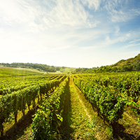 ワイン畑の写真